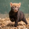 Štěňata psů pralesních už mají první kritické období za sebou a návštěvníci Zoo Praha mohou jejich dovádění nově pozorovat ve výběhu nedaleko expozice ledních medvědů. Foto Oliver Le Que, Zoo Praha