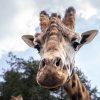 První pohled do tváře nového chovného samce žirafy, zde ještě v domovském Safariparku Beekse Bergen. Foto Oliver Le Que, Zoo Praha