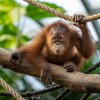 Kawi, sameček orangutana sumaterského v Zoo Praha, slaví 17. listopadu své druhé narozeniny. Foto Oliver Le Que, Zoo Praha