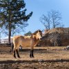 Koně Převalského chová Zoo Praha přes 90 let a hraje klíčovou roli v jeho návratu do mongolských stepí. Poslední divoký kůň světa se letos vrátí i do volné přírody Kazachstánu, avšak ještě předtím – již tuto sobotu – i do Troji. Foto Oliver Le Que, Z