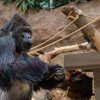 Foto: Oliver Le Que, Zoo Praha