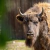 Zubří samice Prixi (na snímku) dorazila na Kavkaz, kde se spolu se svou starší sestrou Prťkou má stát jednou ze zakladatelek nově obnovené populace zubrů. Autor: Oliver Le Que, Zoo Praha