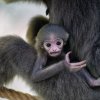 Ve 13 hodin se uskuteční křtiny čtyřměsíčního mláděte gibona stříbrného a návštěvníci se také dozví, zda se jedná o samičku či samečka. Foto Oliver Le Que, Zoo Praha