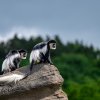 Guerézy pláštíkové bedlivě prozkoumaly veškeré prvky venkovního výběhu. Foto Oliver Le Que, Zoo Praha