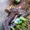 Okamžitě po zimování se páří například zmije v sekci českých hadů v Teráriu, které se nachází v Rezervaci Bororo v dolní části areálu. Foto Oliver Le Que, Zoo Praha