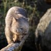 Samec vombata obecného Cooper a jeho družka Winkleigh jsou jedinými vombaty v České republice. Foto Oliver Le Que, Zoo Praha