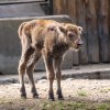 Samička zubra je 103. mládětem tohoto druhu kopytníka narozeným v pražské zoo od počátku chovu v roce 1948. Foto Oliver Le Que, Zoo Praha