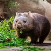 Samici vombata obecného Winkleigh spatří návštěvníci v sobotu ve 14 hodin během komentovaného krmení v Darwinově kráteru. Pozornému oku neujde mírně prověšený vak, který ukrývá mládě. Foto Oliver Le Que, Zoo Praha