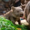 Mersey patří bezesporu k těm nejroztomilejším obyvatelům Zoo Praha. Návštěvníky dojímá svým pohledem každý den ve 14 hodin během komentovaného krmení vombatů v Darwinově kráteru. Foto Oliver Le Que, Zoo Praha