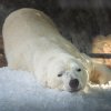 Lední medvěd Aleut jako dominantnější z bratrů prozkoumal dnes ledový enrichment jako první. Foto Oliver Le Que, Zoo Praha 