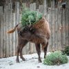 Od 27. do 29. prosince budou zvířata v Zoo Praha dostávat nevyužité vánoční stromky. Foto Petr Hamerník, Zoo Praha