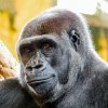 Samice Duni, dcera naší slavné gorily Moji, přijede do Zoo Praha, kde dostane možnost mít vlastní mládě. Foto Lucía Gandarillas
