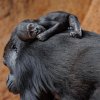 Foto Miroslav Bobek, Zoo Praha