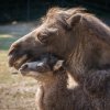 V Zoo Praha se do dnešního dne podařilo 36 úspěšných odchovů. Poslední čerstvě narozené mládě nyní mohou návštěvníci pozorovat ve venkovním výběhu v horní části areálu zoo. Autor: Tereza Mrhálková, Zoo Praha