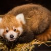 Oběma mláďatům pandy červené v Zoo Praha se daří velmi dobře. Prozatím byli v pražské zoo úspěšně odchováni samci Akim a Flin. Otcem všech mláďat je samec Pat. Autor: Tereza Mrhálková, Zoo Praha 