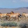 In situ projekty jsou klíčovým posláním moderní zoologické zahrady. Úspěšná reintrodukce koní Převalského – kteří by po Mongolsku mohli osídlit i Kazachstán – je důkazem jejich smyslu. Foto Miroslav Bobek, Zoo Praha
