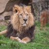 Samec lva indického Basil se narodil ve finské zoologické zahradě Korkeasaari a do pražské zoo dorazil ze svého posledního domova v maďarské Zoo Budapešť. Foto Tereza Mrhálková, Zoo Praha