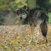 Foto: Petr Hamerník, Zoo Praha