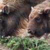 Na větvích si pochutnali například zubři. Na snímku je mladá samice Praia, která se narodila v Zoo Praha loni v červnu. Foto Tereza Mrhálková, Zoo Praha