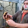 Zoo Praha nově chová dva dvouleté samce rajek volavých. V dospělosti je bude zdobit pestrobarevné peří, do něj dorostou podle kurátora chovu ptáků Antonína Vaidla (na fotografii) zhruba za pět let. Autor: Miroslav Bobek, Zoo Praha 