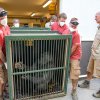 Stěhování gorilí samice Kamby bylo bezproblémové. Nástup do transportní bedny měla už nacvičený. Foto Miroslav Bobek, Zoo Praha