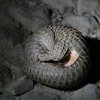 Právě pro své šupiny jsou luskouni nejpašovanějšími savci světa. Na fotografii je mládě luskouna ostrovního na Sumatře v terénní oblasti programu. Autor: Michael Schultz