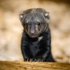 Historicky první čtyřčata tayry v Zoo Praha jsou tři samice a jeden samec, kterého návštěvníci dobře rozpoznají podle toho, že je menší a tmavší. Autor: Miroslav Bobek, Zoo Praha