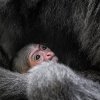 Mládě se zatím drží v náručí matky, tu začne opouštět přibližně po roce. Mateřské mléko bude i poté pít minimálně dalších šest měsíců. Na snímku je mládě krátce po narození. Autor: Miroslav Bobek, Zoo Praha
