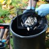 Malí karasové obecní před vypuštěním do rybníka U Kamenného stolu v pražské Vinoři. Jde o historicky první faktickou reintrodukci tohoto druhu do české přírody poté, co z ní prakticky vymizel. Foto Miroslav Bobek, Zoo Praha
