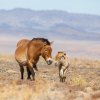 Koně Převalského se úspěšně vrátili do západního a středního Mongolska. Chystaný projekt se zaměří na východ země. Foto Miroslav Bobek, Zoo Praha