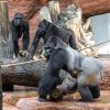 Nováčci v Zoo Praha, samec Kisumu a samice Duni, se setkali se zbytkem gorilí skupiny. Návštěvníci mohou čerstvě sdruženou šestici primátů pozorovat už nyní v pavilonu Rezervace Dja. Na snímku zleva: samice Kijivu, Shinda a stříbrohřbetý samec Kisumu