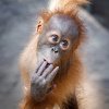Roční sameček orangutana sumaterského Kawi již obrůstá hustší a tmavší srstí. Foto Miroslav Bobek, Zoo Praha