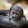 Foto Miroslav Bobek, Zoo Praha