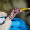 Samička luskouna krátkoocasého díky dokrmování přibývá na váze každým dnem. Foto Miroslav Bobek, Zoo Praha