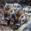 Selátka štětkounů afrických vynikají svými proužky, stejně jako je tomu v případě jiných druhů prasatovitých. Foto Miroslav Bobek, Zoo Praha 
