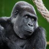 Foto Miroslav Bobek, Zoo Praha
