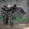 Autor: Miroslav Bobek, Zoo Praha 
