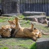 Lev indický. Foto Petr Hamerník, Zoo Praha