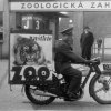 Dobový motocykl nebude na oslavách chybět. Foto archiv Zoo Praha
