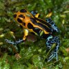 Nejmenší šípovou žábou na výstavě v Zoo Praha bude Ranitomeya imitator Varadero, která svým zbarvením imituje jedovatější amazonicu.Foto: Vít Lukáš, Zoo Praha.