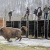 Vypouštění zubrů do aklimatizační ohrady. Foto Emil Khalilov, WWF