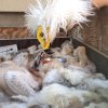 Mládě supa mrchožravého, původně ze Zoo Zlín, je v Zoo Praha nyní dokrmováno takzvanou „maňáskovou metodou“. Poté přejde do plně pěstounské péče. Foto Antonín Vaidl, Zoo Praha