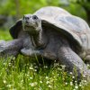 Zoo Praha povede plemennou knihu a stane se koordinátorem Evropského ex situ programu želv obrovských. Jde o velké uznání chovu těchto velkých suchozemských plazů. Autor: Petr Hamerník, Zoo Praha 