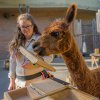 Speciální cvičení s ukázkou učení zvířat mohou návštěvníci vidět v Amfiteátru rezervace Bororo v Zoo Praha v měsíci září vždy o víkendech a svátcích v 12.00 hodin a od října pak ve stejné dny ve 12.30 hodin. Foto: Petr Hamerník, Zoo Praha.