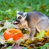 Lemuři kata patří spolu s chápany, talapoiny či gorilami mezi primáty, kteří dostanou během podzimních prázdnin v Zoo Praha dýňový enrichment. Foto Petr Hamerník, Zoo Praha