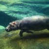 Foto: Petr Hamerník, Zoo Praha