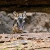 Klokánek krysí se v roce 2022 v Zoo Praha narodil vůbec poprvé v její historii. Jde tak o velký úspěch mezi letošními odchovy. Foto Petr Hamerník, Zoo Praha