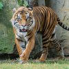 Tygr sumaterský Achilles při jedné z prvních výprav do venkovního výběhu Pavilonu šelem a plazů. Foto Petr Hamerník, Zoo Praha 
