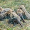 Gepardí mláďata začínají po necelém měsíci života neohrabaně a opatrně chodit. Stále jsou plně závislá na mateřském mléce. Foto Petr Hamerník, Zoo Praha