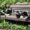 Místo návštěvníků si v poslední době hoví na lavičkách variové bělopásí. Zatímco lemur kata chytá paprsky nejčastěji v sedě, vari bělopásý umí zaujmout rozličné polohy. Foto Petr Hamerník, Zoo Praha